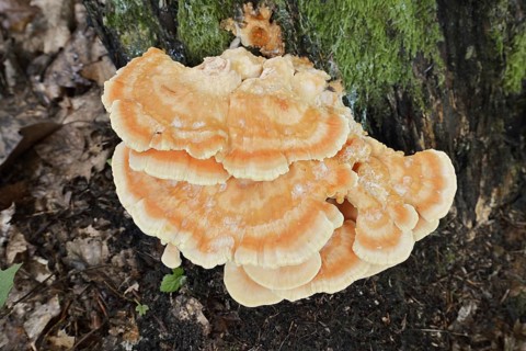 Sulphur polypore (Laetiporus sulphureus), North Rhine-Westphalia, Germany