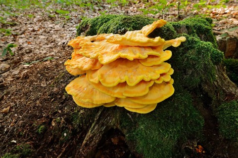 Sulphur polypore (Laetiporus sulphureus) on a mossy tree stump, North Rhine-Westphalia, Germany