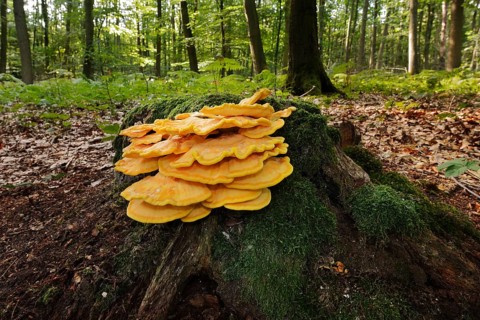 Sulphur polypore (Laetiporus sulphureus) on a mossy tree stump in a forest, North Rhine-Westphalia,