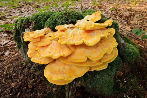 Sulphur polypore (Laetiporus sulphureus) on a mossy tree stump, North Rhine-Westphalia, Germany