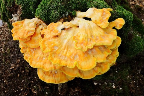 Sulphur polypore (Laetiporus sulphureus) on a mossy tree stump, North Rhine-Westphalia, Germany