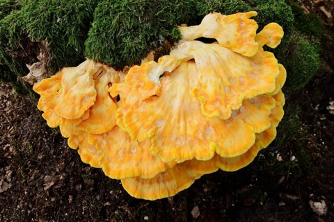 Sulphur polypore (Laetiporus sulphureus) on a mossy tree stump, North Rhine-Westphalia, Germany