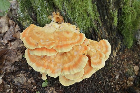 Sulphur polypore (Laetiporus sulphureus), North Rhine-Westphalia, Germany