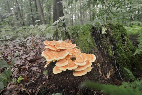 Sulphur polypore (Laetiporus sulphureus) on a tree stump in a forest, North Rhine-Westphalia,