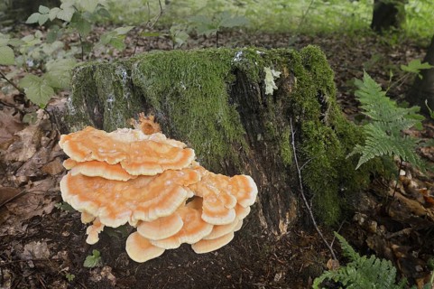 Sulphur polypore (Laetiporus sulphureus) on a tree stump, North Rhine-Westphalia, Germany