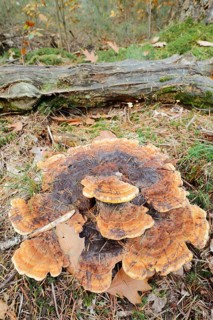 Pine Brown Porling (Phaeolus spadiceus, Phaeolus schweinitzii), Gelderland, Netherlands