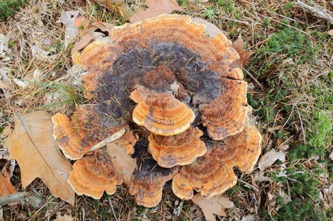 Pine Brown Porling (Phaeolus spadiceus, Phaeolus schweinitzii), Gelderland, Netherlands