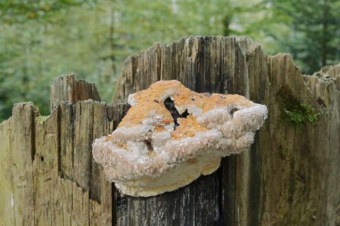 Red Banded Polypore or spruce spurge (Fomitopsis pinicola), Guttation, Bavarian Forest National