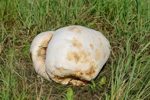 Giant bovist (Langermannia gigantea), North Rhine-Westphalia, Germany
