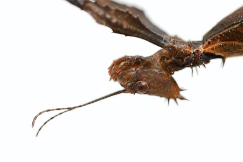 Giant prickly stick insect (Extatosoma tiaratum), female against a white background, portrait,