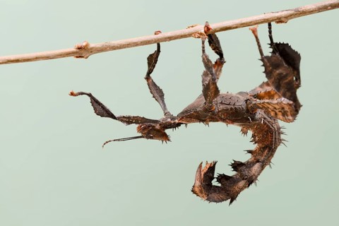 Giant prickly stick insect (Extatosoma tiaratum), female, captive, native to Australia