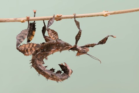 Giant prickly stick insect (Extatosoma tiaratum), female, captive, native to Australia