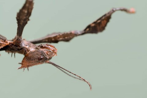 Giant prickly stick insect (Extatosoma tiaratum), female, portrait, captive, native to Australia