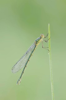Willow Emerald Damselfly (Chalcolestes viridis), female, North Rhine-Westphalia, Germany