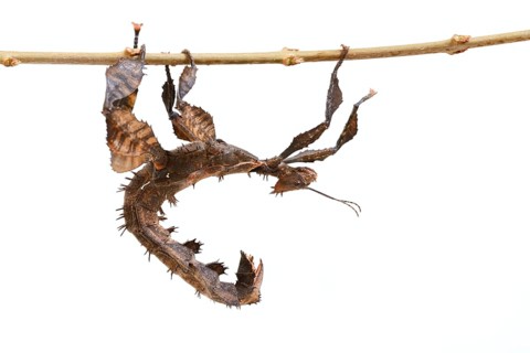 Giant prickly stick insect (Extatosoma tiaratum), female against a white background, captive,