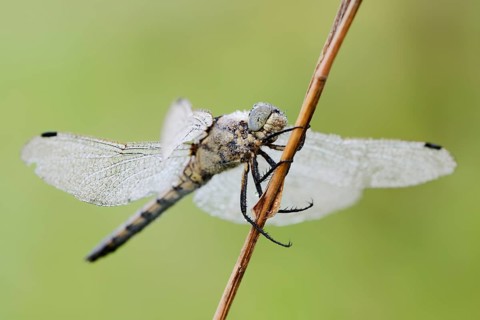 Black-tailed Skimmer (Orthetrum cancellatum), female with dewdrops, North Rhine-Westphalia, Germany