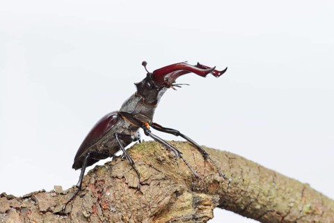 Stag beetle (Lucanus cervus), male on a branch against a white background