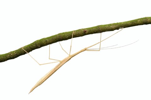Pink winged stick insect (Sipyloidea chlorotica, Sipyloidea sipylus) on a twig against a white