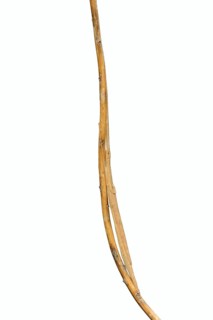 Pink winged stick insect (Sipyloidea chlorotica, Sipyloidea sipylus) sits well camouflaged on a