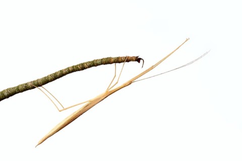 Pink winged stick insect (Sipyloidea chlorotica, Sipyloidea sipylus) on a twig against a white