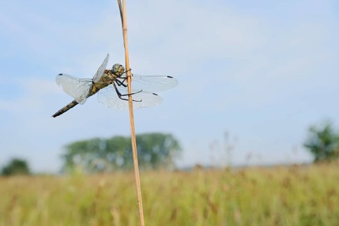 Black-tailed Skimmer (Orthetrum cancellatum), female, North Rhine-Westphalia, Germany