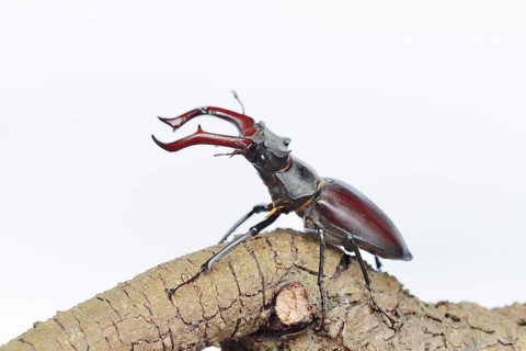 Stag beetle (Lucanus cervus), male on a branch against a white background