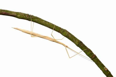 Pink winged stick insect (Sipyloidea chlorotica, Sipyloidea sipylus) on a twig against a white