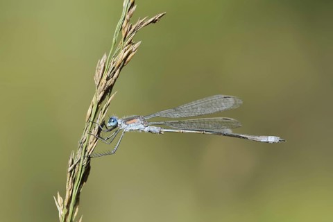 Emerald Damselfly (Lestes sponsa), male, North Rhine-Westphalia, Germany