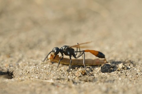 Red-banded sand wasp (Ammophila sabulosa) with captured caterpillar, North Rhine-Westphalia,