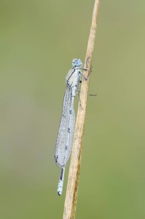 Common blue damselfly (Enallagma cyathigerum), male with dewdrops, North Rhine-Westphalia, Germany