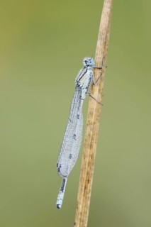Common blue damselfly (Enallagma cyathigerum), male with dewdrops, North Rhine-Westphalia, Germany