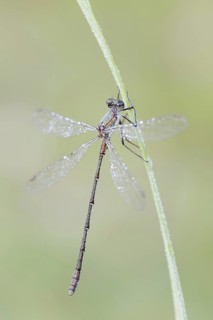 Willow Emerald Damselfly (Chalcolestes viridis), male, North Rhine-Westphalia, Germany