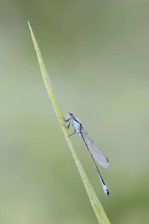 Blue-tailed damselfly (Ischnura elegans), male, North Rhine-Westphalia, Germany