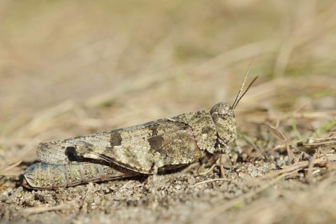 Blue Band-winged Grasshopper (Oedipoda caerulescens), North Rhine-Westphalia, Germany