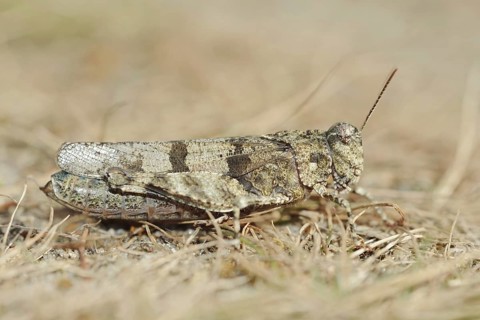 Blue Band-winged Grasshopper (Oedipoda caerulescens), North Rhine-Westphalia, Germany