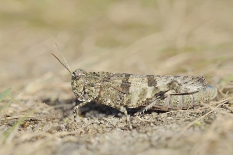 Blue Band-winged Grasshopper (Oedipoda caerulescens), North Rhine-Westphalia, Germany