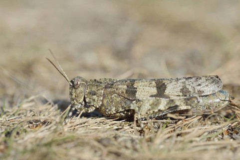Blue Band-winged Grasshopper (Oedipoda caerulescens), North Rhine-Westphalia, Germany