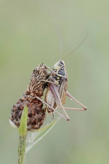 Roesel's bush-cricket (Roeseliana roeselii, Metrioptera roeselii), male, North Rhine-Westphalia,