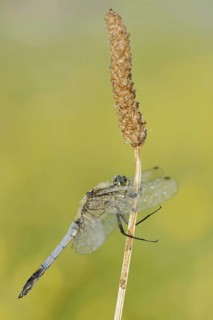 Black-tailed Skimmer (Orthetrum cancellatum), male, North Rhine-Westphalia, Germany
