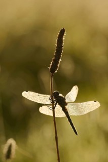 Black-tailed Skimmer (Orthetrum cancellatum), female with dewdrops against the light, North