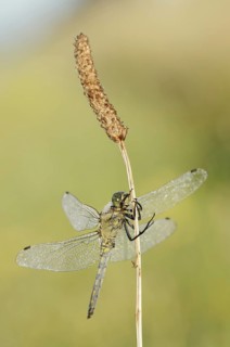 Black-tailed Skimmer (Orthetrum cancellatum), female, North Rhine-Westphalia, Germany