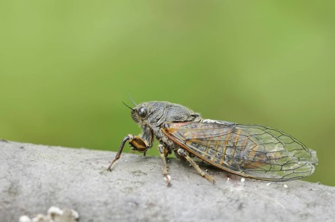 Mountain cicada or mountain cicada (Cicadetta montana), Kaiserstuhl, Baden-Württemberg, Germany