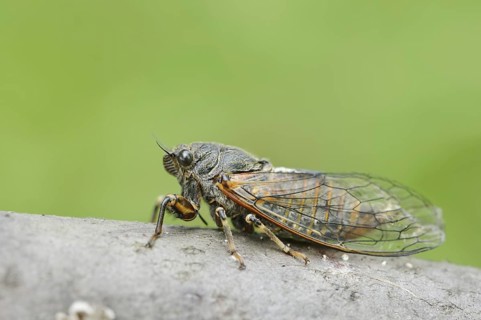 Mountain cicada or mountain cicada (Cicadetta montana), Kaiserstuhl, Baden-Württemberg, Germany
