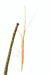 Pink winged stick insect (Sipyloidea chlorotica, Sipyloidea sipylus) on a twig against a white