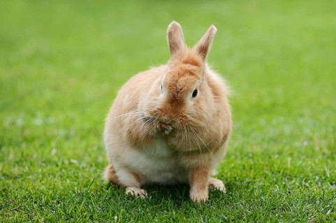 Dwarf rabbit (Oryctolagus cuniculus forma domestica) in a meadow, North Rhine-Westphalia, Germany