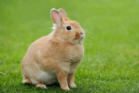 Dwarf rabbit (Oryctolagus cuniculus forma domestica) in a meadow, North Rhine-Westphalia, Germany