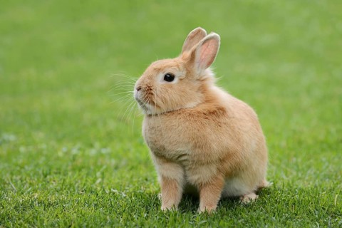 Dwarf rabbit (Oryctolagus cuniculus forma domestica) in a meadow, North Rhine-Westphalia, Germany