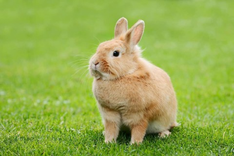 Dwarf rabbit (Oryctolagus cuniculus forma domestica) in a meadow, North Rhine-Westphalia, Germany