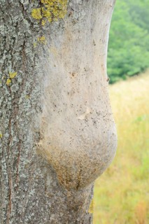 Oak processionary moth (Thaumetopoea processionea), nest of caterpillars on a tree trunk, North