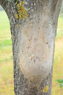 Oak processionary moth (Thaumetopoea processionea), nest of caterpillars on a tree trunk, North